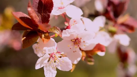 Beautiful white blooming cherry tree 스톡 동영상 179984660