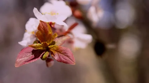 Beautiful white blooming cherry tree. Stock Footage 179987885