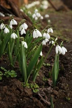 Beautiful white blooming snowdrops growing outdoors. Spring flowers Stock Photos