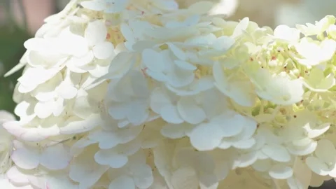 Beautiful white blossom of bush hydrangea  in garden at sunny day. macro footage Stock Footage 247022260