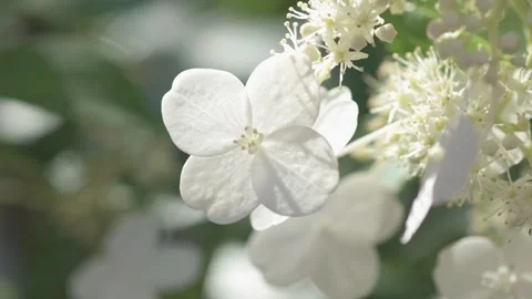 Beautiful white blossom of bush hydrangea in garden at sunny day. macro footage Stock Footage 258446596
