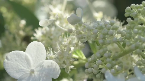 Beautiful white blossom of bush hydrangea in garden at sunny day. macro footage Stock Footage 258448997