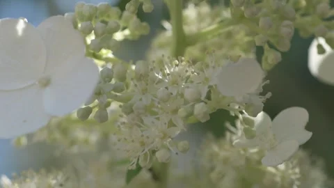 Beautiful white blossom of bush hydrangea in garden at sunny day. macro footage Stock Footage 258449229