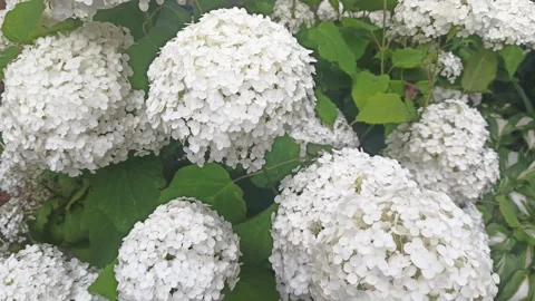 Beautiful white blossom of bush hydrangea in garden at cloudy day. close up foot Stock Footage 261180643