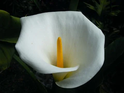 Beautiful white blossom calla lily flower Stock Photos