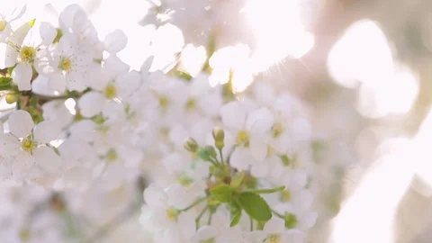 Beautiful white blossom of fruit cherry tree on sunny sunset time Stock Footage 107046282