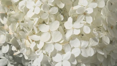 Beautiful white  blossom of hydrangea background. close up footage Stock Footage 261404475