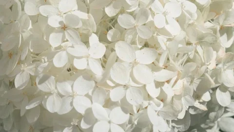 Beautiful white  blossom of hydrangea background. close up footage Stock Footage 261404555
