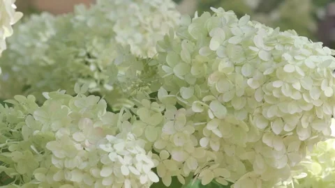 Beautiful white blossom of  hydrangea in garden. macro footage Stock Footage 260936133