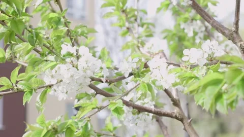 The Beautiful White Blossom on Tree Branches during the Lovely Season of Video stock 326621825