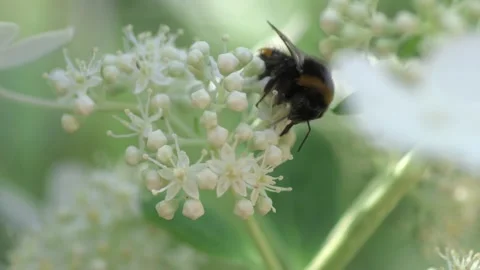 Beautiful white blossom of tree type hydrangea  in garden with bumblebee.  Stock Footage 247135072