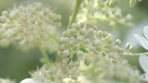 Beautiful white blossom of tree type hydrangea  in garden. macro footage Stock Footage 247135380