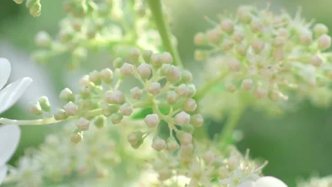 Beautiful white blossom of tree type hydrangea  in garden. macro footage Stockbeeldmateriaal 247136000