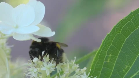 Beautiful white blossom of tree type hydrangea in garden with working bumblebee Stock Footage 260911065