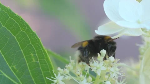 Beautiful white blossom of tree type hydrangea in garden with working bumblebee Stockbeeldmateriaal 260911923