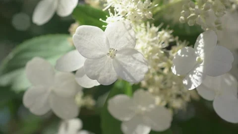 Beautiful white blossom of tree type hydrangea in garden at sunny day. macro foo Stock Footage 260912618