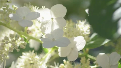 Beautiful white blossom of tree type hydrangea in garden at sunny day. macro foo Stock Footage 260912980