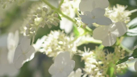 Beautiful white blossom of tree type hydrangea in garden at sunny day. macro foo Stock Footage 260933088