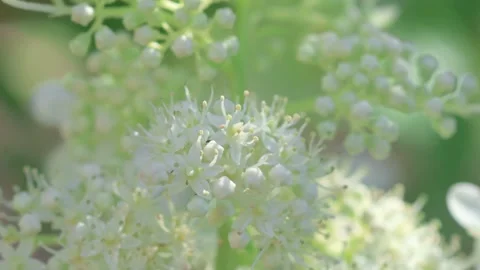 Beautiful white blossom of tree type hydrangea in garden. macro footage Stock Footage 260933736