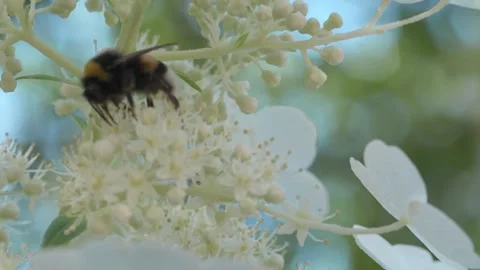 Beautiful white blossom of tree type hydrangea in garden with working bumblebee Stock Footage 261041715