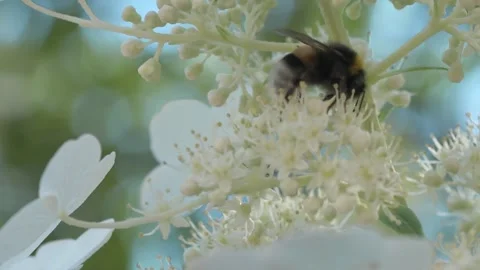 Beautiful white blossom of tree type hydrangea in garden with working bumblebee Stock Footage 261043021