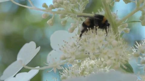 Beautiful white blossom of tree type hydrangea in garden with working bumblebee Stock Footage 261043402