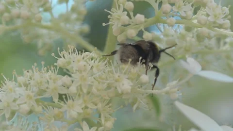 Beautiful white blossom of tree type hydrangea in garden with working bumblebee Stock Footage 261043935
