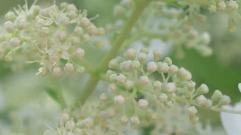 Beautiful white blossom of tree type hydrangea in garden. macro footage Stock Footage 261044305