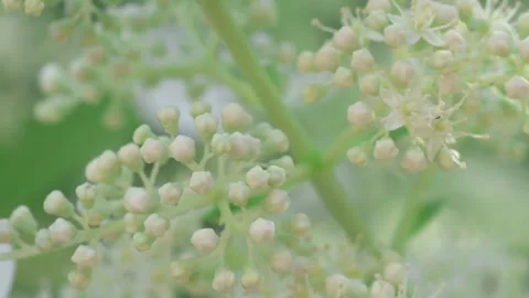 Beautiful white blossom of tree type hydrangea in garden. macro footage Stock Footage 261044545