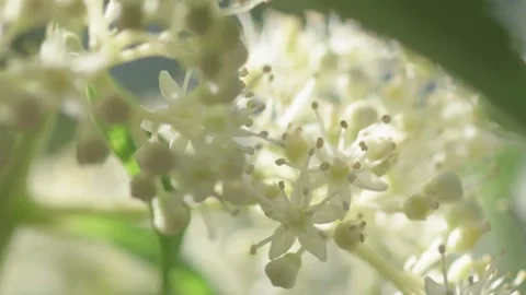 Beautiful white blossom of tree type hydrangea in garden. macro footage Stock Footage 261045014