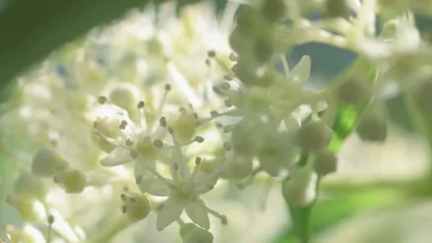 Beautiful white blossom of tree type hydrangea in garden. macro footage Stock Footage 261045026