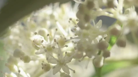 Beautiful white blossom of tree type hydrangea in garden. macro footage Stock Footage 261045399