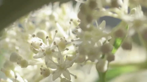 Beautiful white blossom of tree type hydrangea in garden. macro footage Stock Footage 261045631
