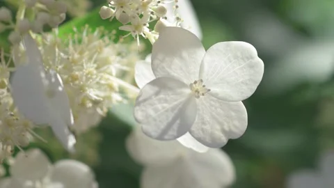 Beautiful white blossom of tree type hydrangea in garden. macro footage Stock Footage 261046254