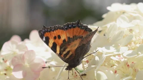 Beautiful white blossom of tree type hydrangea in garden with butterfly Stock Footage 261049619