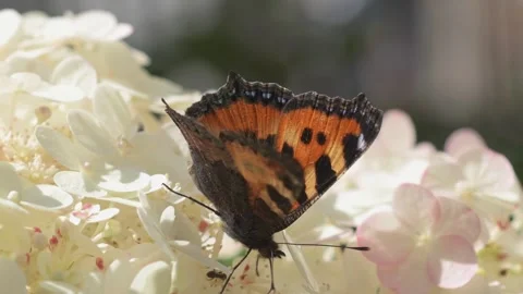 Beautiful white blossom of tree type hydrangea in garden with butterfly Stock Footage 261049638