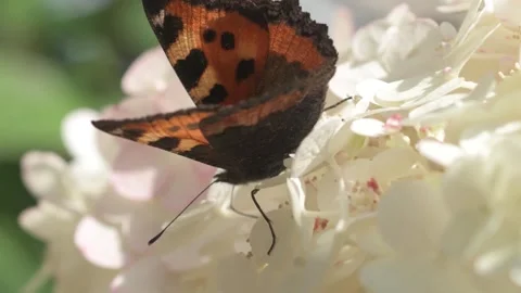 Beautiful white blossom of tree type hydrangea in garden with butterfly Stock Footage 261050216