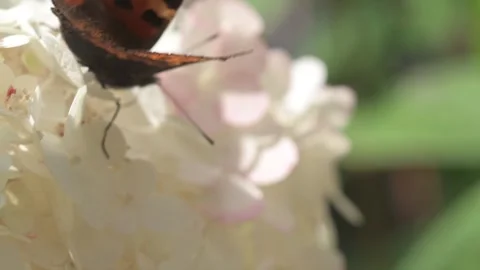 Beautiful white blossom of tree type hydrangea in garden with butterfly Stock Footage 261050299