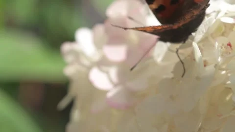 Beautiful white blossom of tree type hydrangea in garden with butterfly Stock Footage 261050409