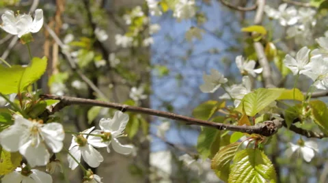 Beautiful White Blossoms Dancing In The Spring Wind In The City Video stock 57802615