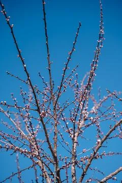 Beautiful white blossoms on fruit tree in spring, blooming branches against.. Stock Photos