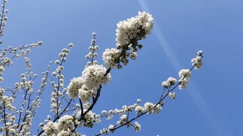 BEAUTIFUL WHITE BLOSSOMS IN SPRING TIME UK, 4K Stock Footage 128136480