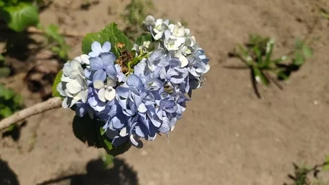 Beautiful white blue Hydrangea macrophylla flowers Video stock 256108965