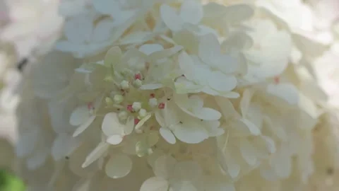 Beautiful white buds of  hydrangea  blossom  in garden. macro footage Stock Footage 261051229