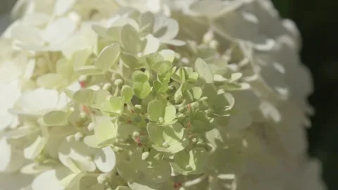 Beautiful white buds of  hydrangea  blossom  in garden. macro footage Stock Footage 261051572