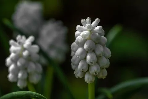 Beautiful white buds on the stem, spring Stock Photos