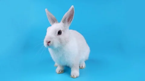 Beautiful white bunny looking around, sniffing and move his ears Stock Footage 71288352