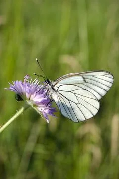 Beautiful white butterfly on flower close up Stock Photos