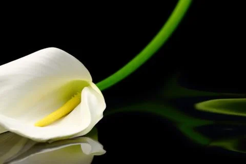 Beautiful white Calla lily with reflection on black background Stock Photos