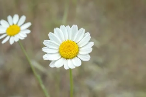 Beautiful white camomile, macro, background Foto stock